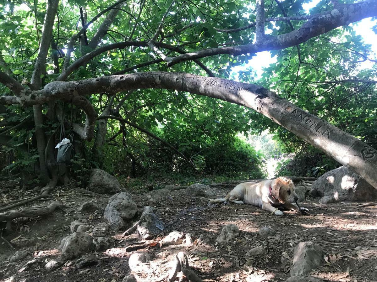 El Bosque, Tu Entrada A La Sierra Gaditana. Apartamento